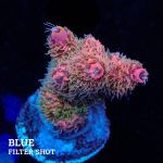 Acropora Millepora 'Rainbow'