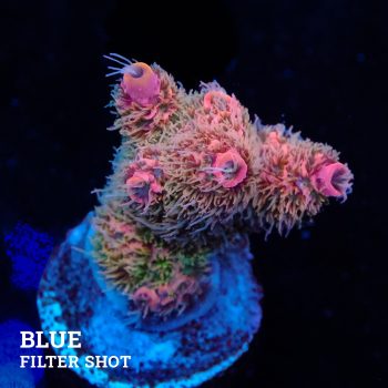 Acropora Millepora 'Rainbow' (Arco iris)