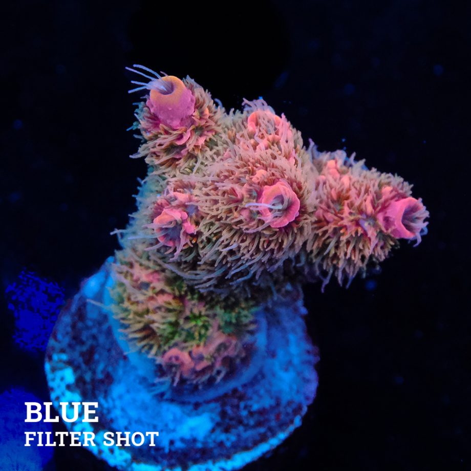 Acropora Millepora 'Rainbow' (Arco iris)