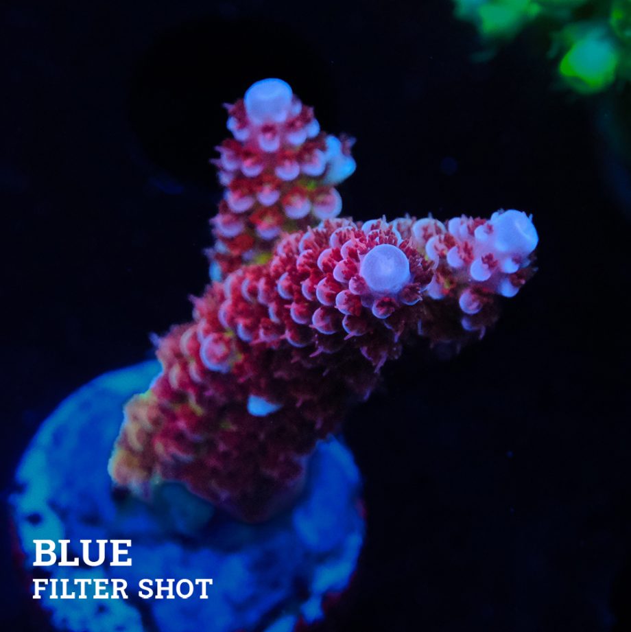 Acropora 'Fluo Bicolor II