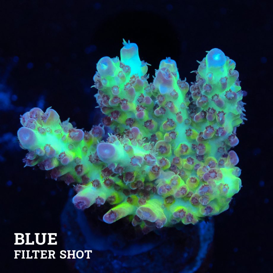 Acropora 'Aussi Neon Fluo'