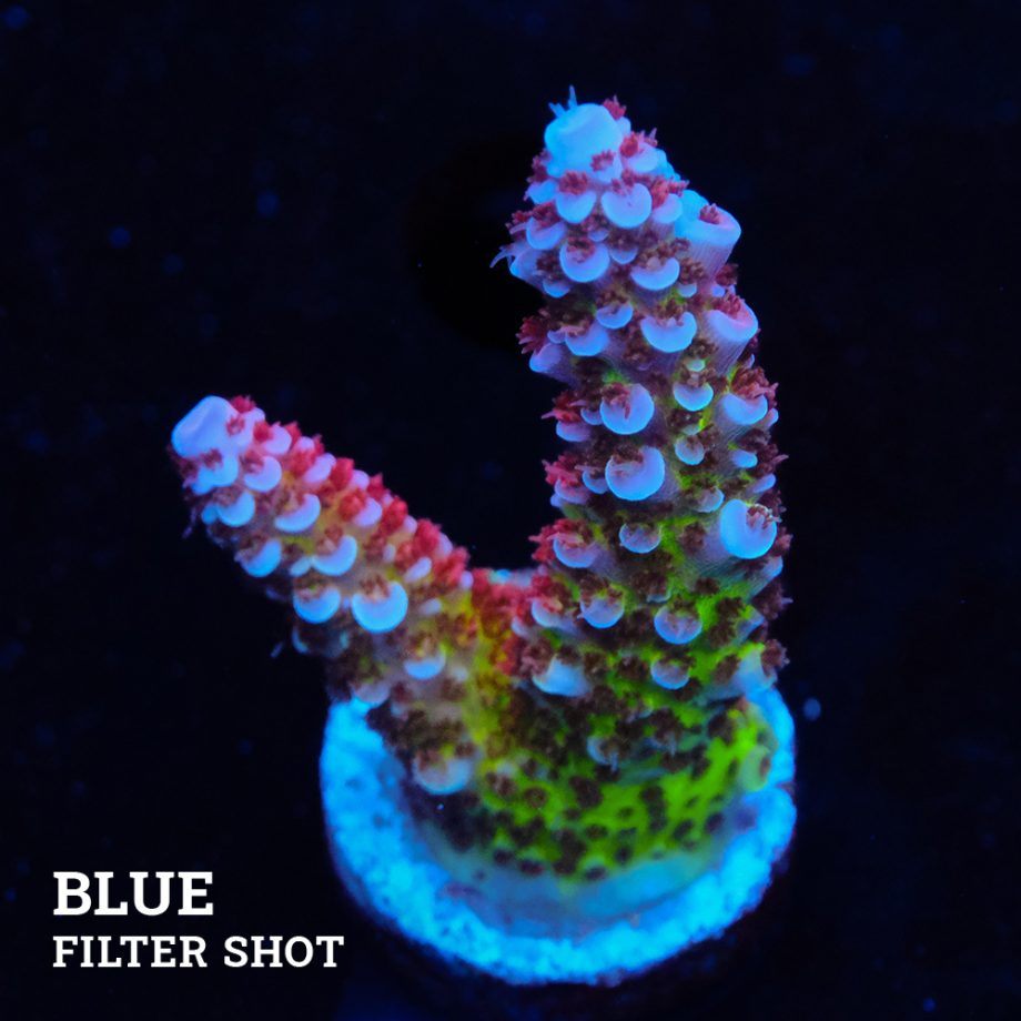 Acropora 'Fluo Bicolor II