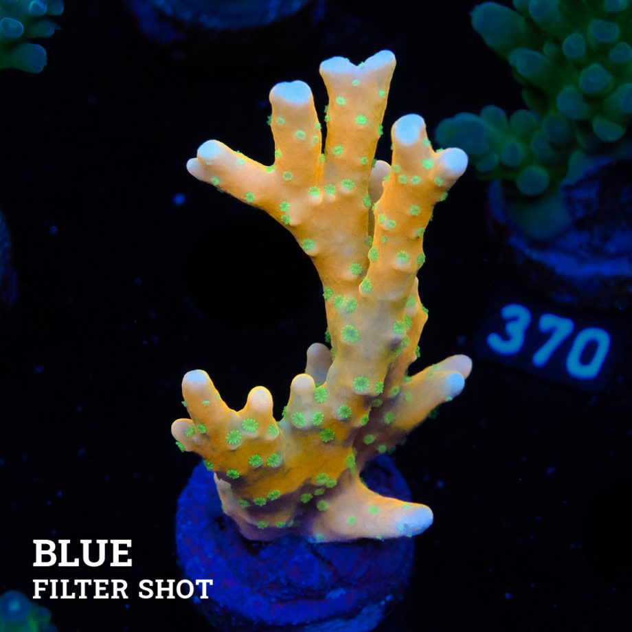 Anacropora 'Tropicana