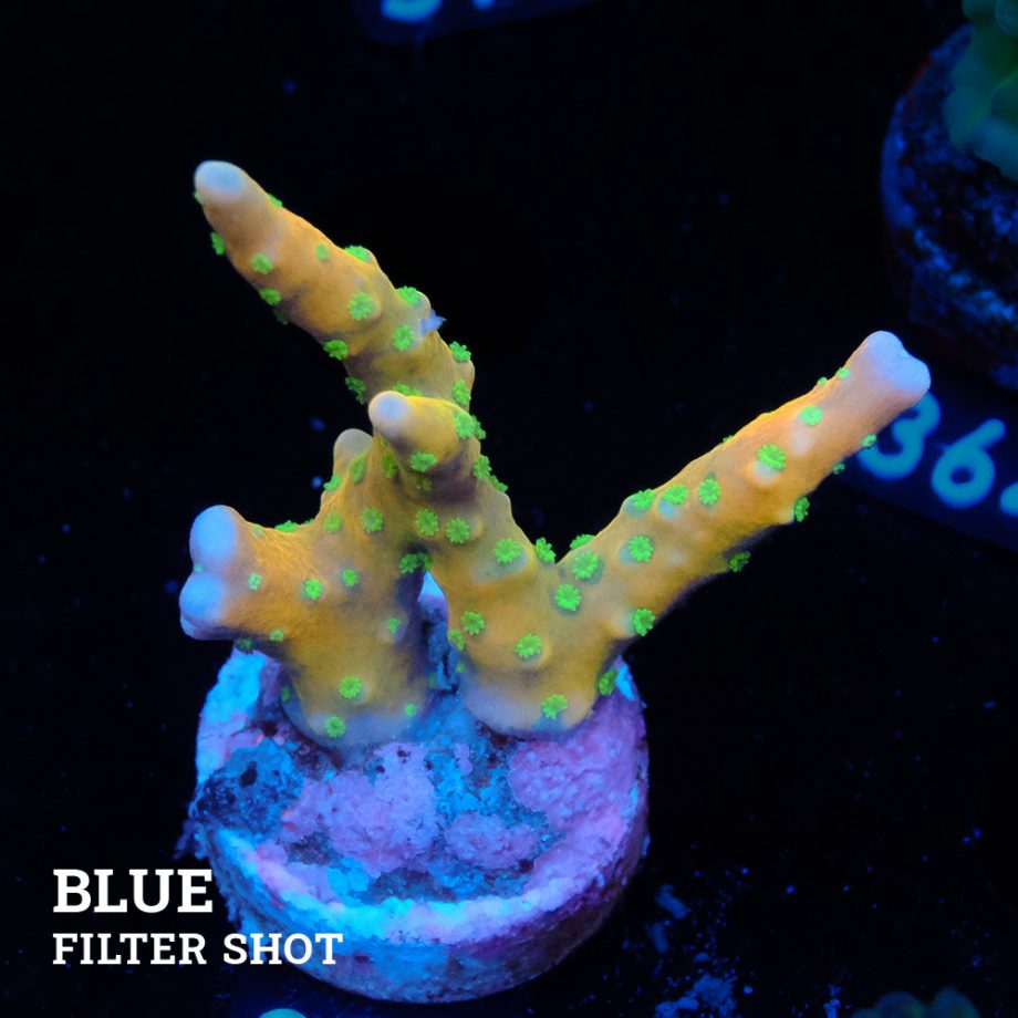 Anacropora 'Tropicana