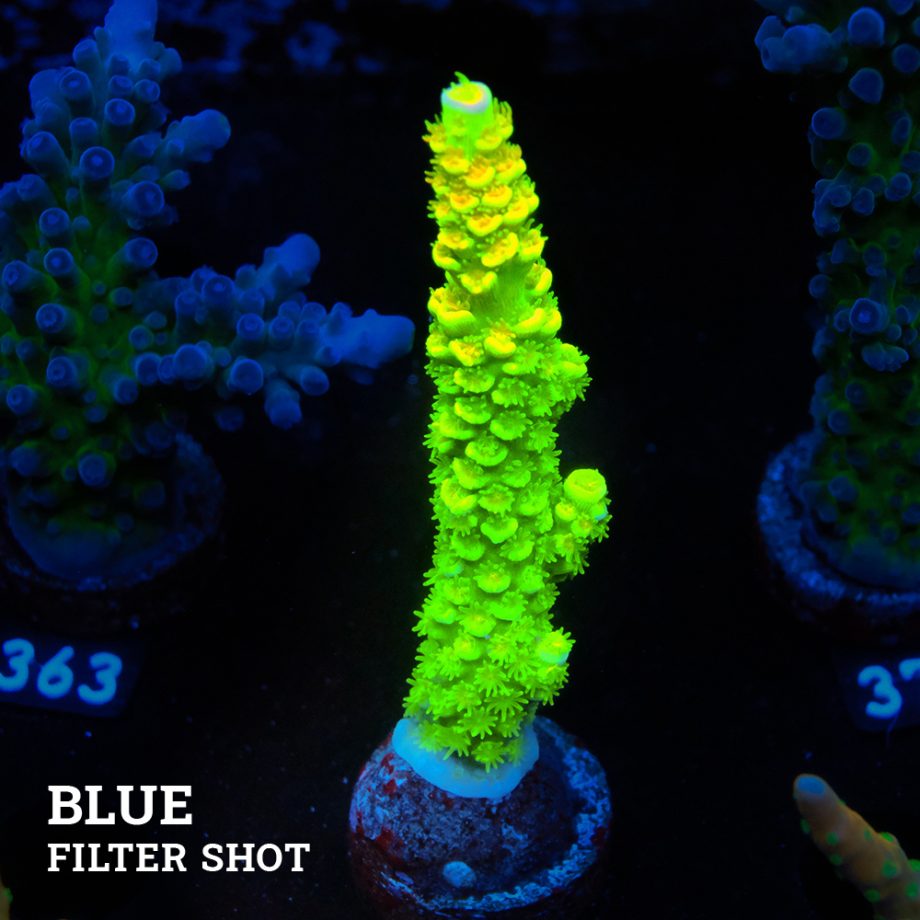 Acropora Tenuis 'Green Rainbow' (arc-en-ciel vert)