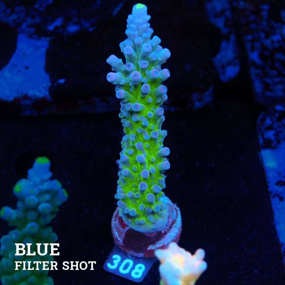 Acropora 'Electric Miyagi