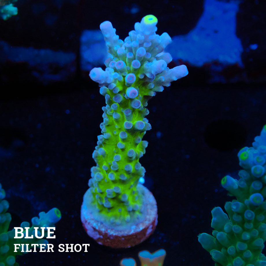 Acropora 'Electric Miyagi'