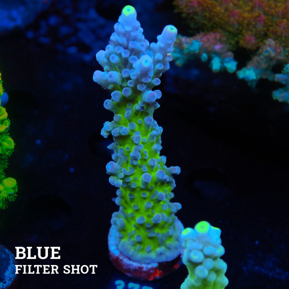 Acropora 'Electric Miyagi'