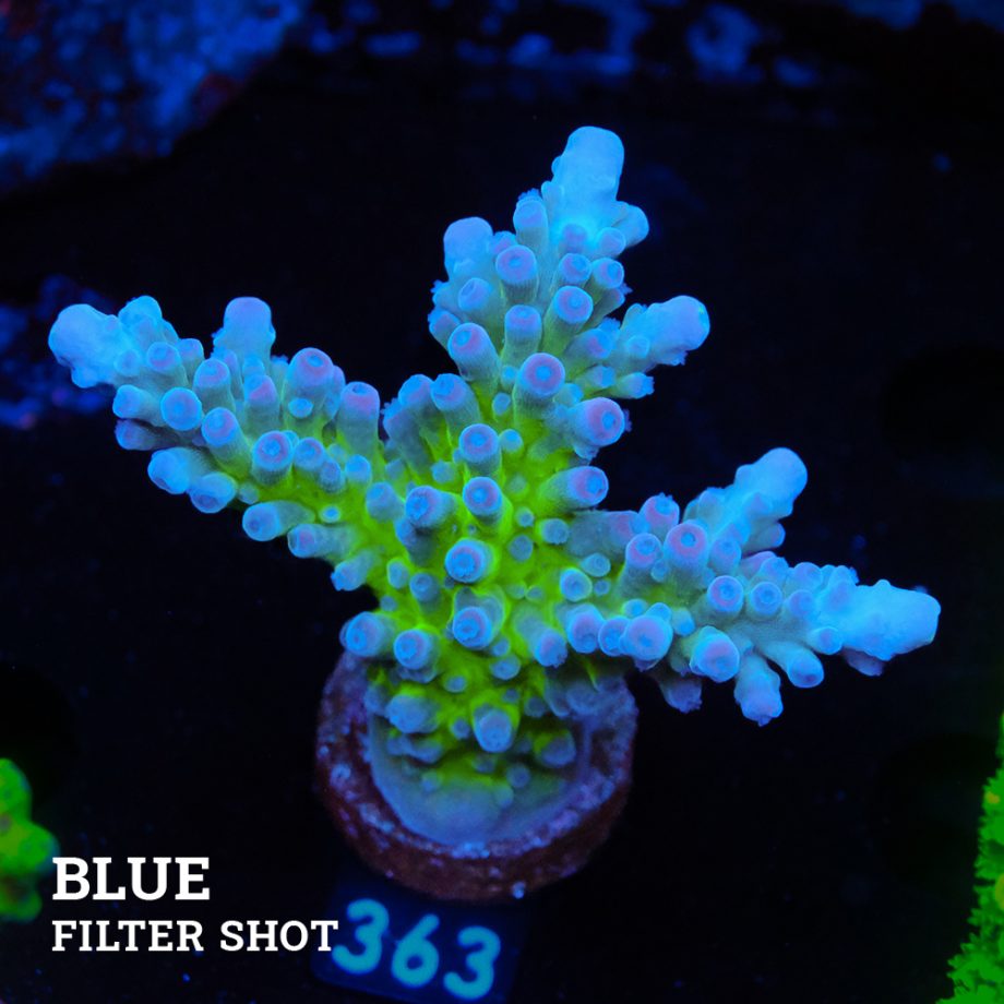 Acropora 'Electric Miyagi'