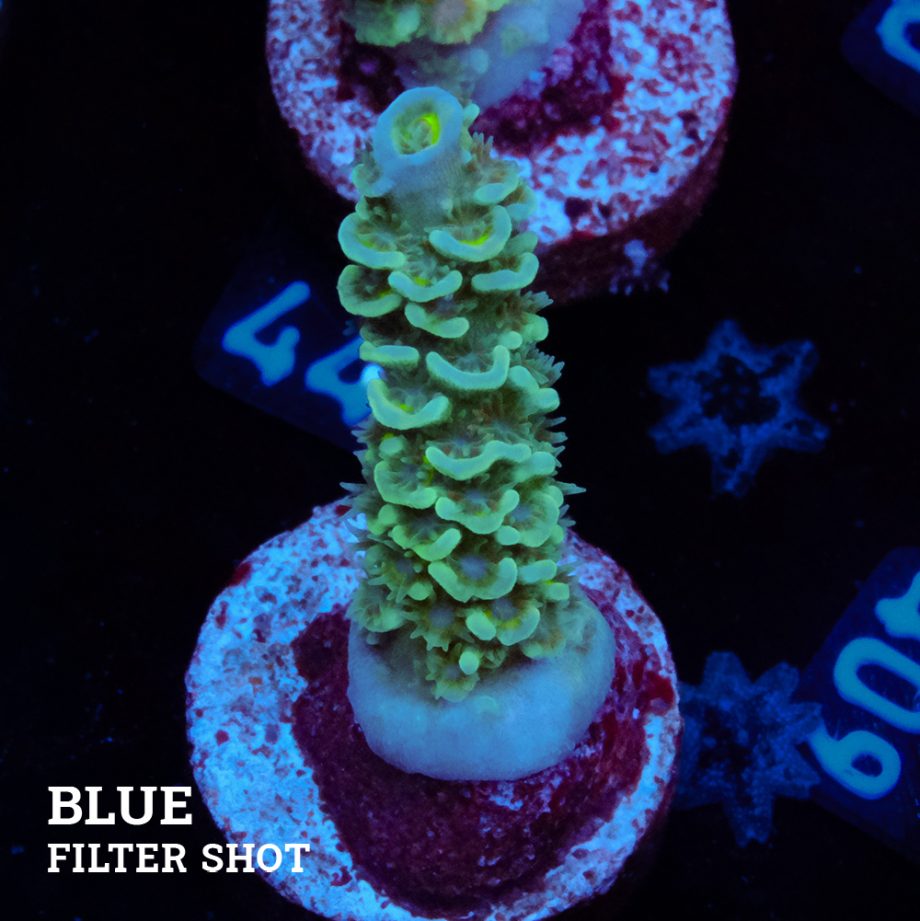 Acropora Tenuis 'Metallic Green'