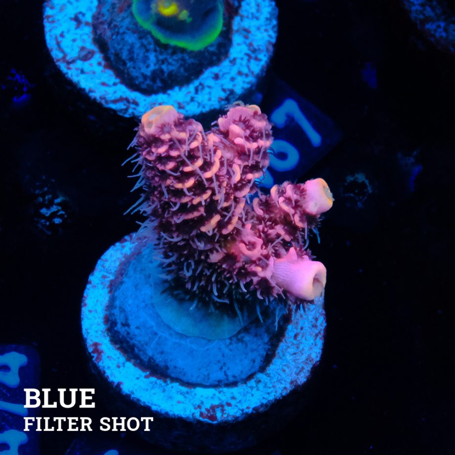 Acropora Millepora 'Pink Ultra'