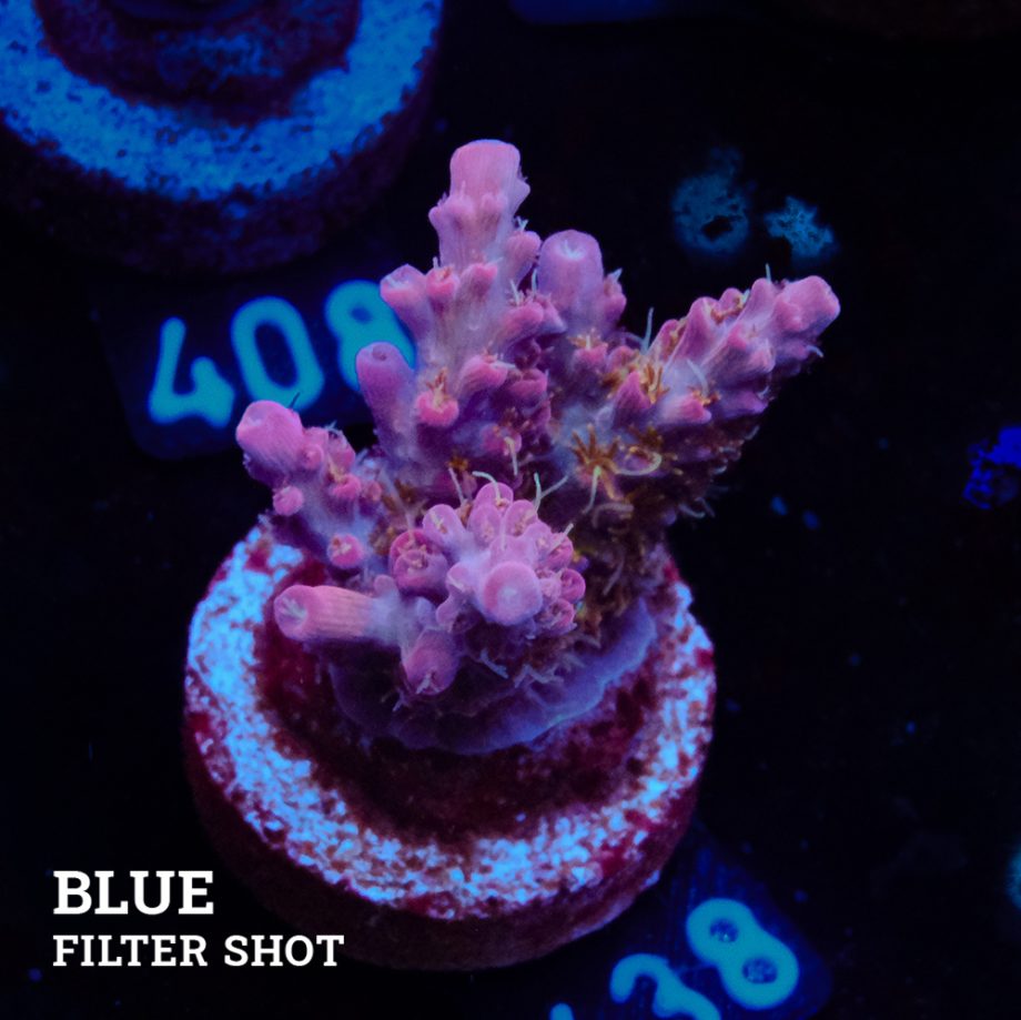 Acropora 'Confetti