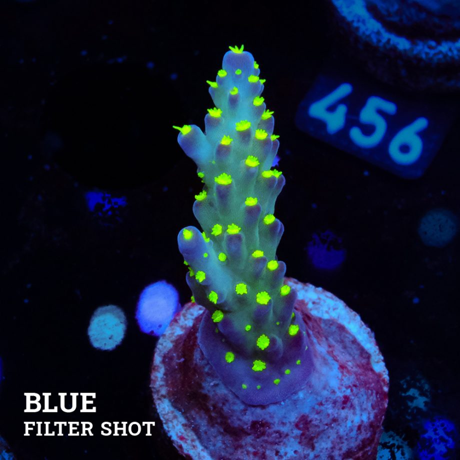 Acropora 'Tricolor'