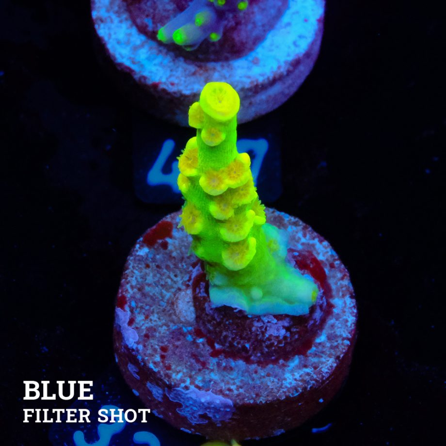 Acropora Tenuis 'Neon Green' S