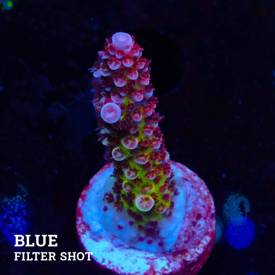 Acropora 'Fluo Bicolor II'