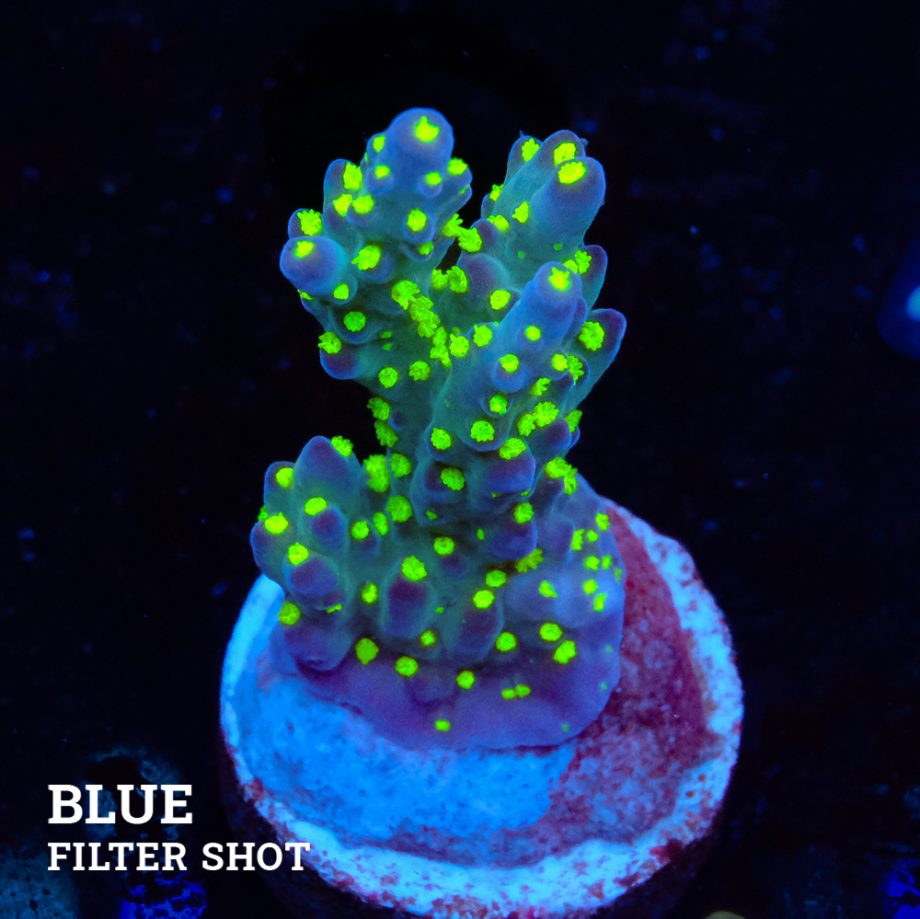 Acropora 'Tricolor