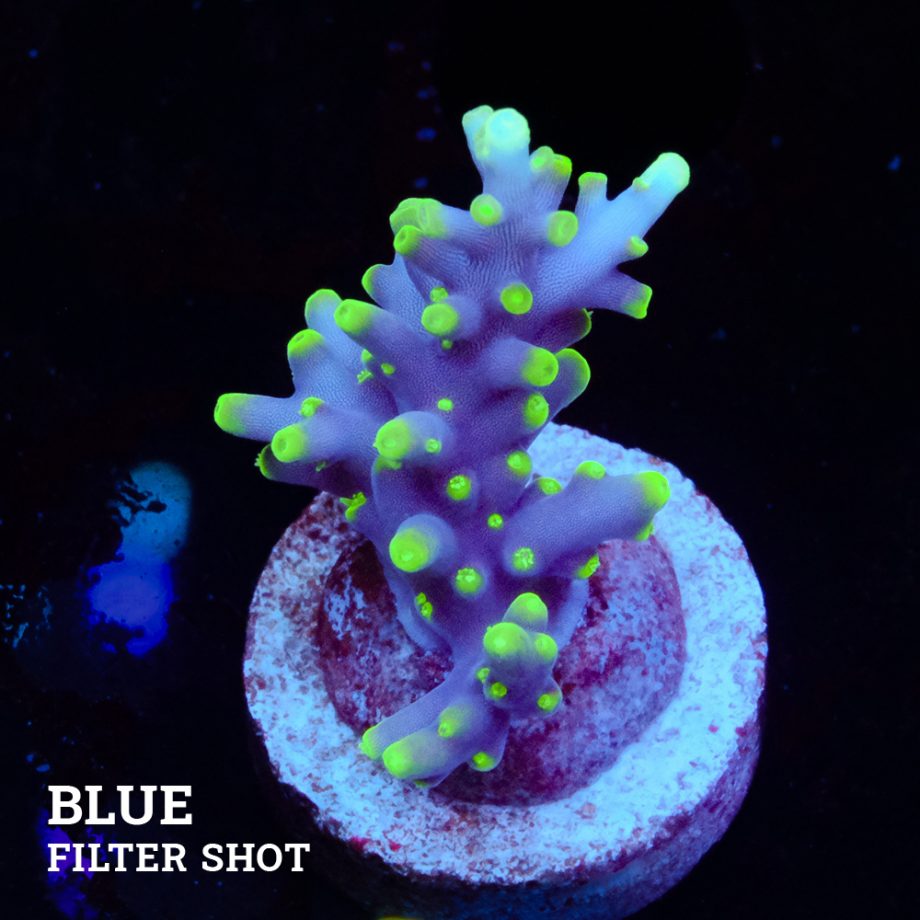 Acropora Carduus 'Packman'