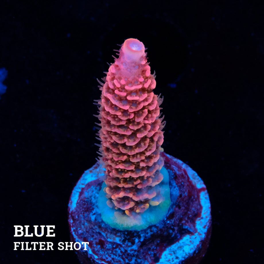 Acropora Millepora 'Rosa