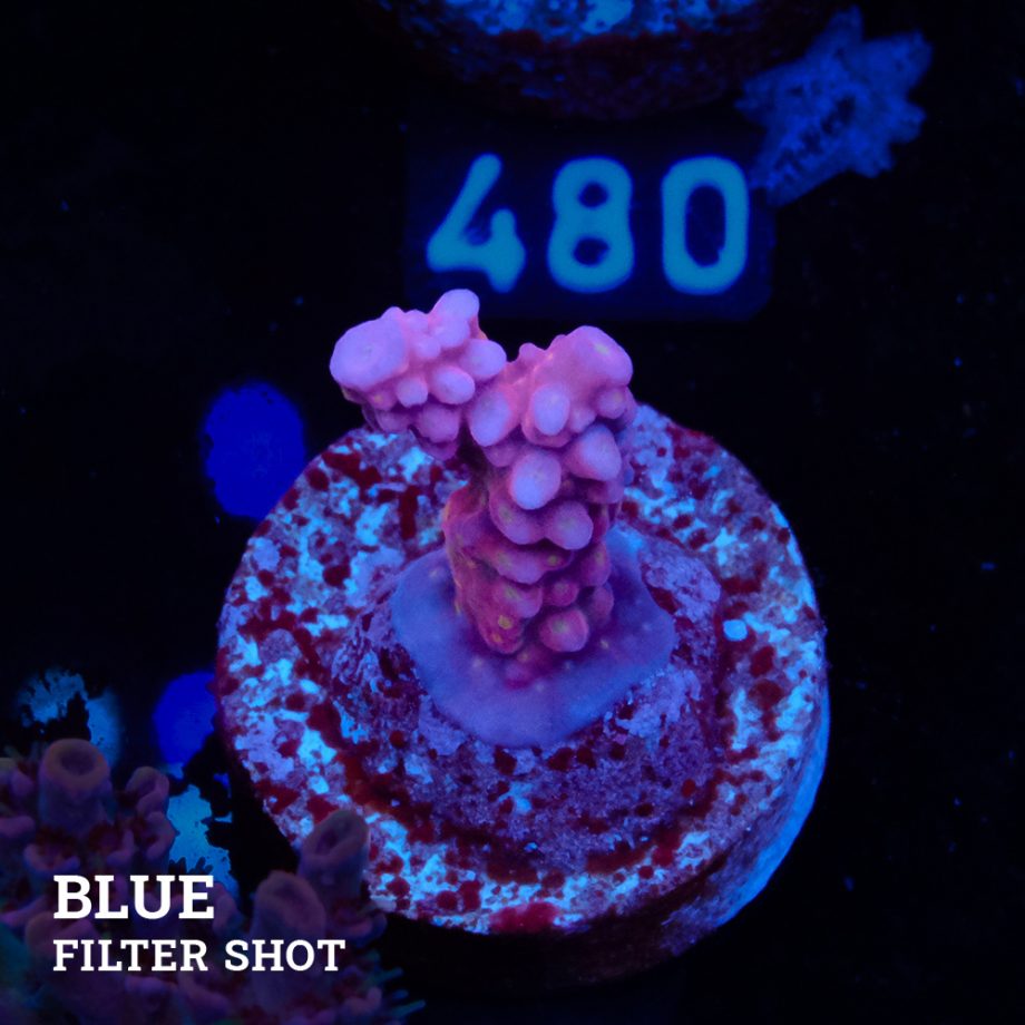 Acropora 'OG Merlin Staff' S