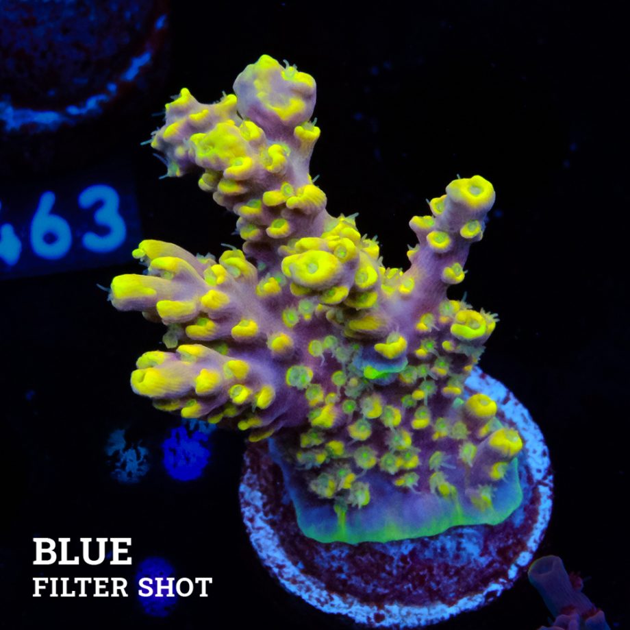 Acropora 'Purple & Yellow'