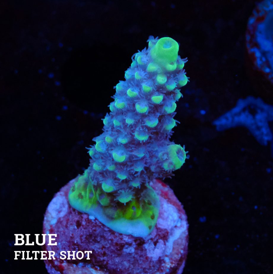 Acropora Gimmifera 'Blue'