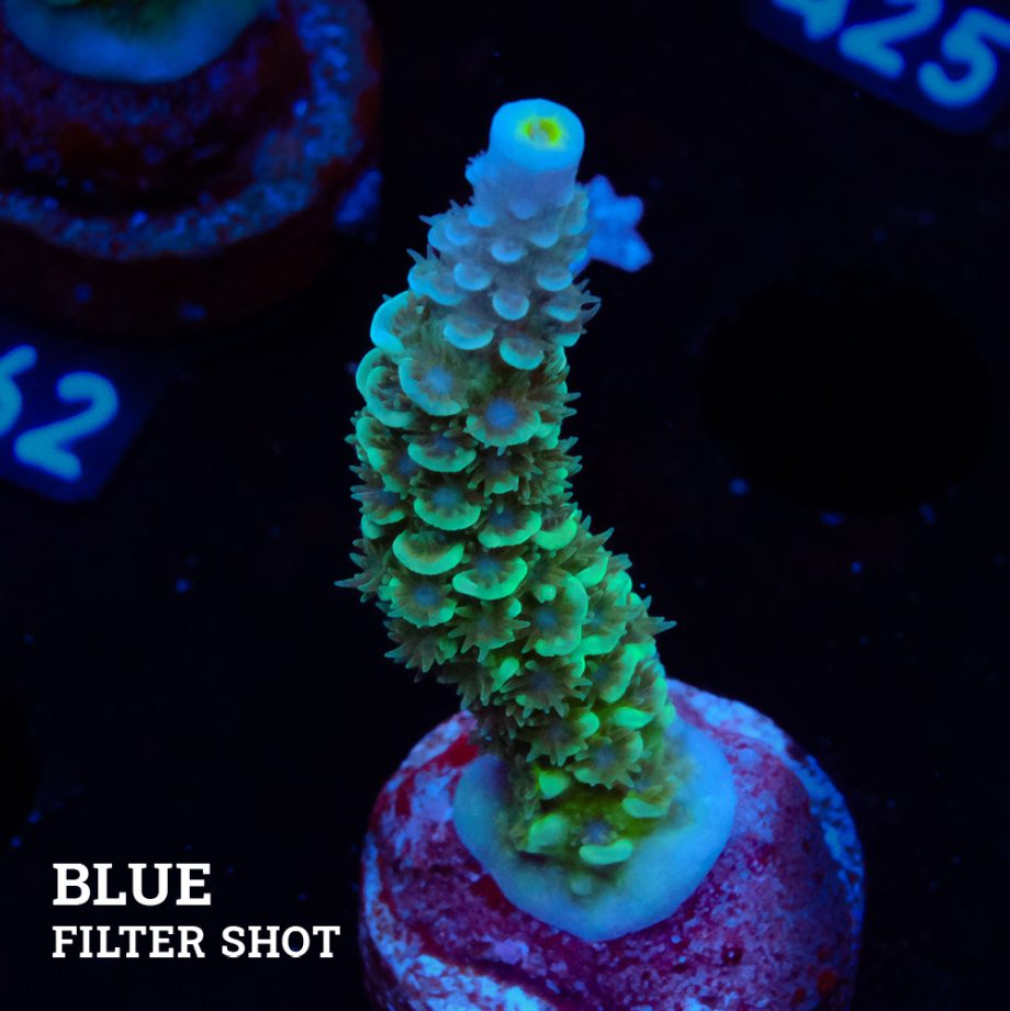 Acropora Tenuis 'Metallic Green'