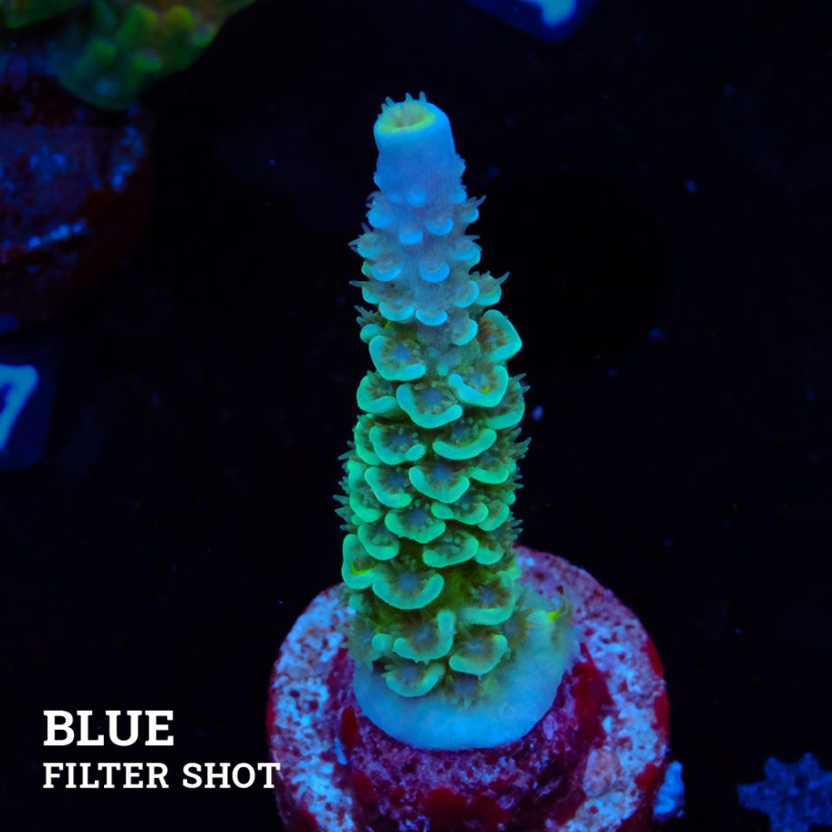 Acropora Tenuis 'Metalli Green'