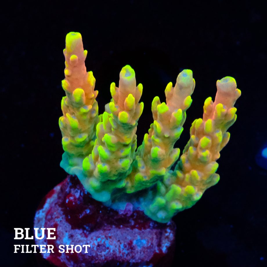 Acropora 'Bali Shorty' B-Ware