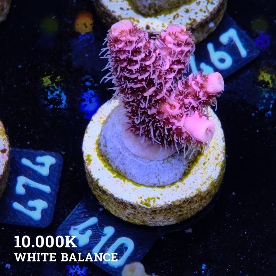 Acropora Millepora 'Pink Ultra'