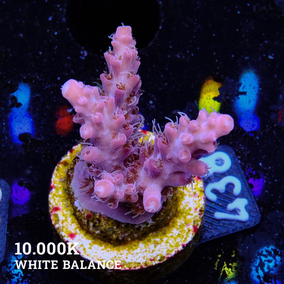 Acropora 'Confetti