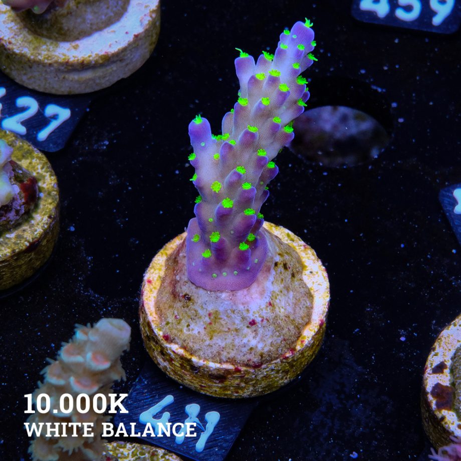 Acropora 'Tricolor'