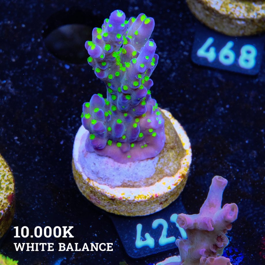 Acropora 'Tricolor