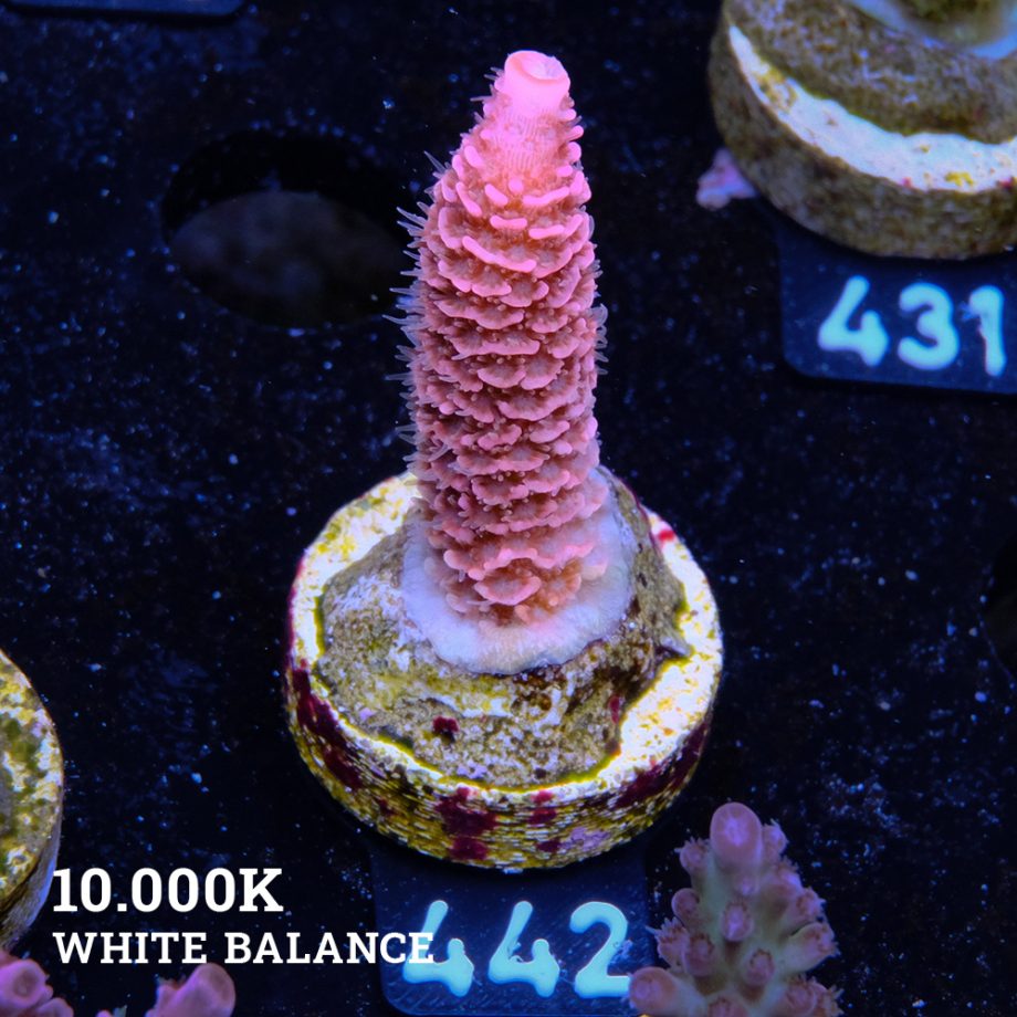 Acropora Millepora 'Pink