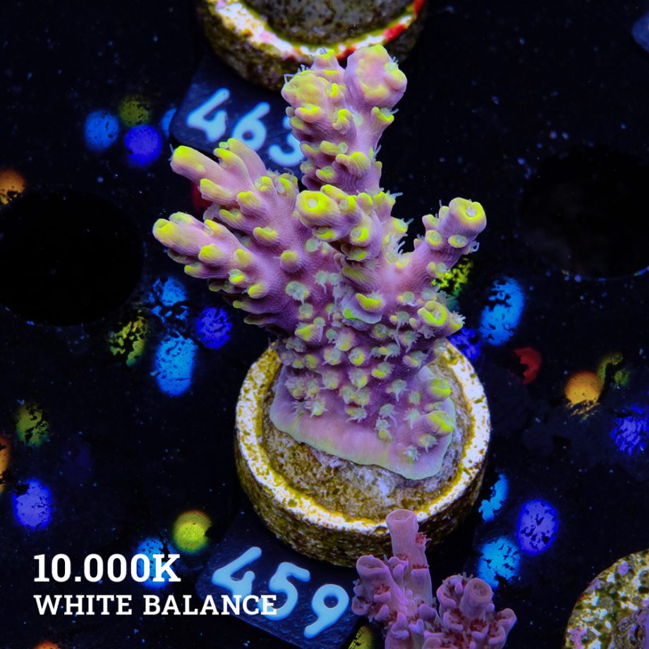 Acropora 'Purple & Yellow