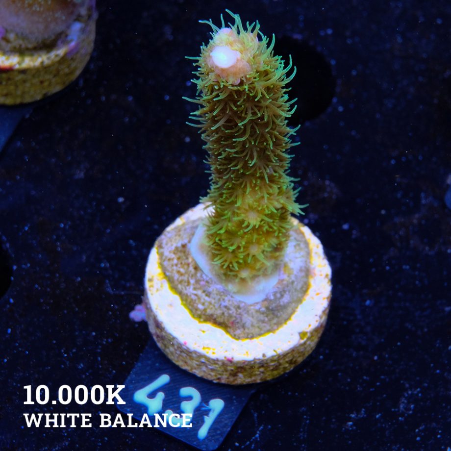 Acropora 'Hippies Ugly Cousin'