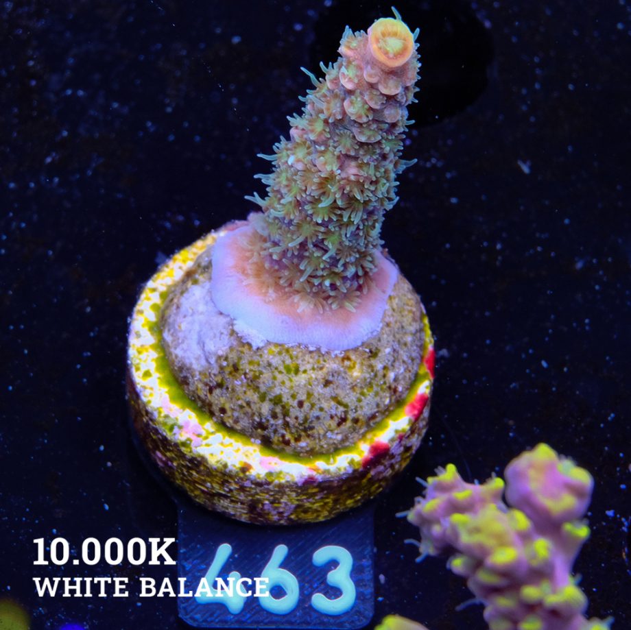 Acropora Millepora