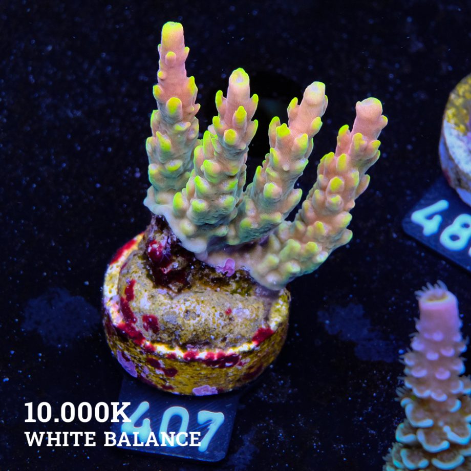 Acropora 'Bali Shorty' B-Ware