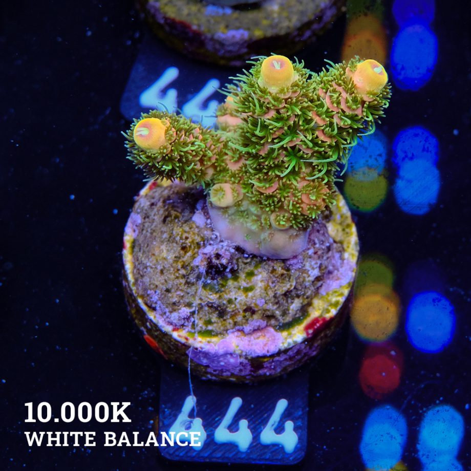 Acropora Millepora 'Solar Flare'