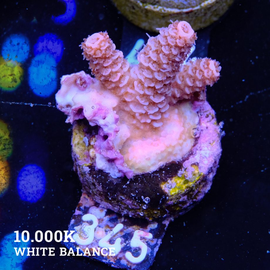 Acropora Millepora B-Ware