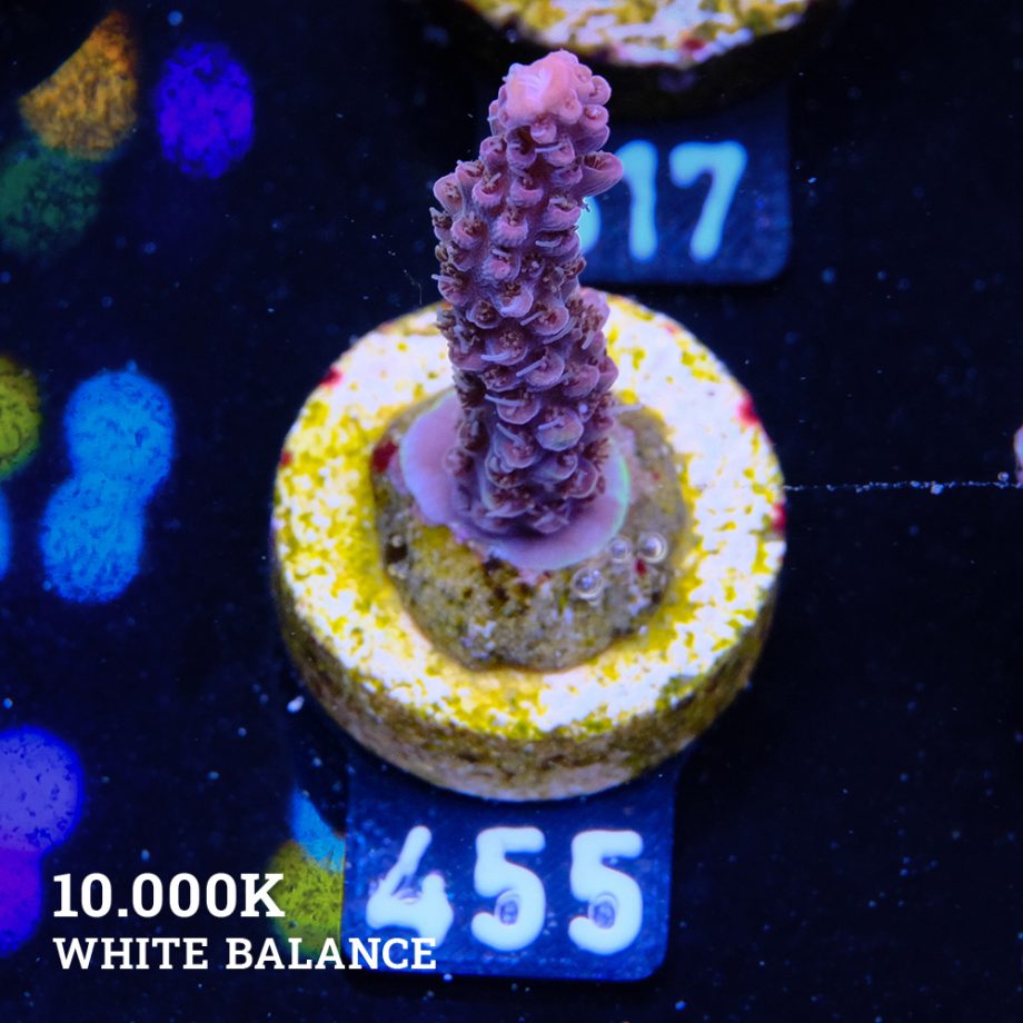 Acropora 'Confetti'