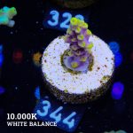 Acropora 'Yellow & Purple'