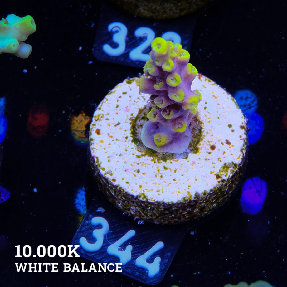 Acropora 'Yellow & Purple'