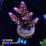 Acropora 'Fluo Bicolor II'