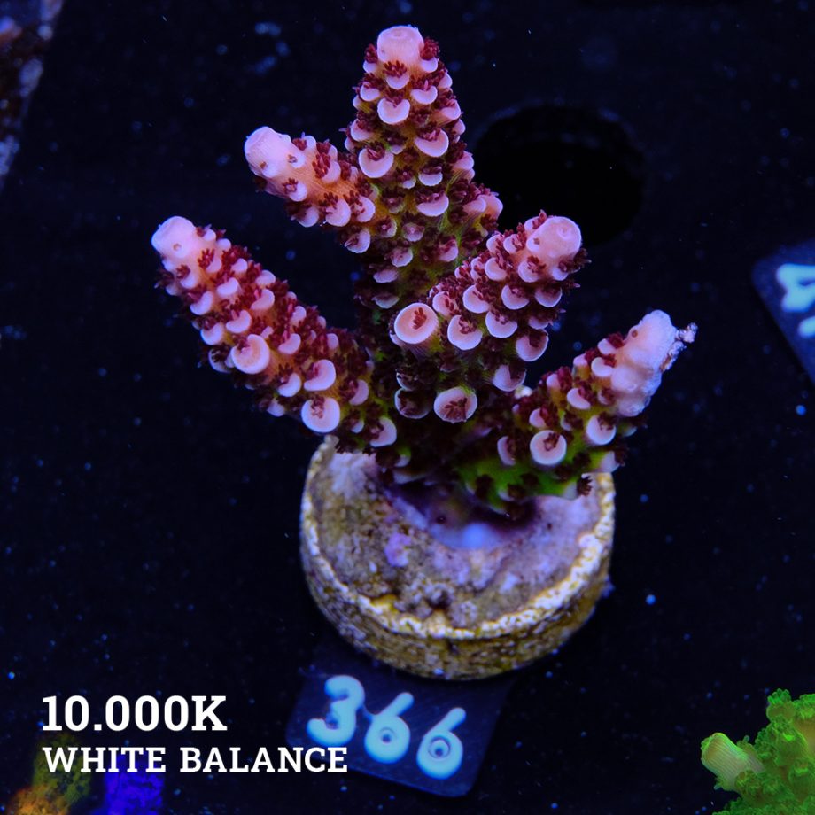 Acropora 'Fluo Bicolor II