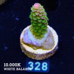 TK Tropical Blaze