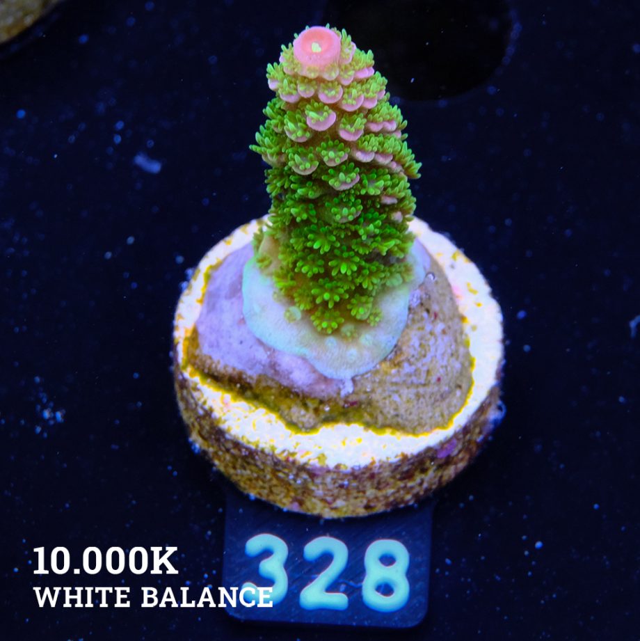 TK Tropical Blaze