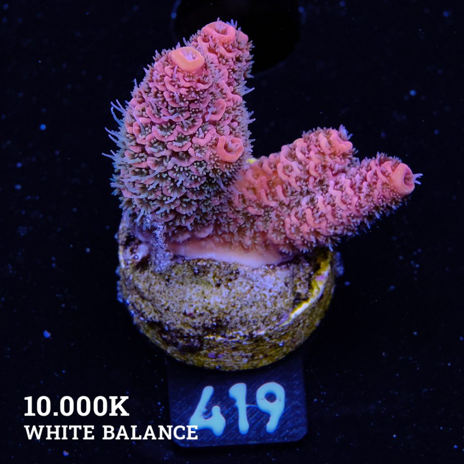 TK Pink Plush