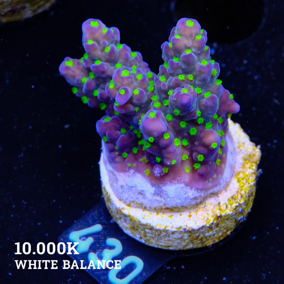 Acropora 'Tricolor'