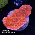 Montipora 'Red & White'