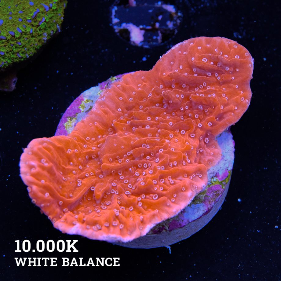 Montipora 'Red & White'